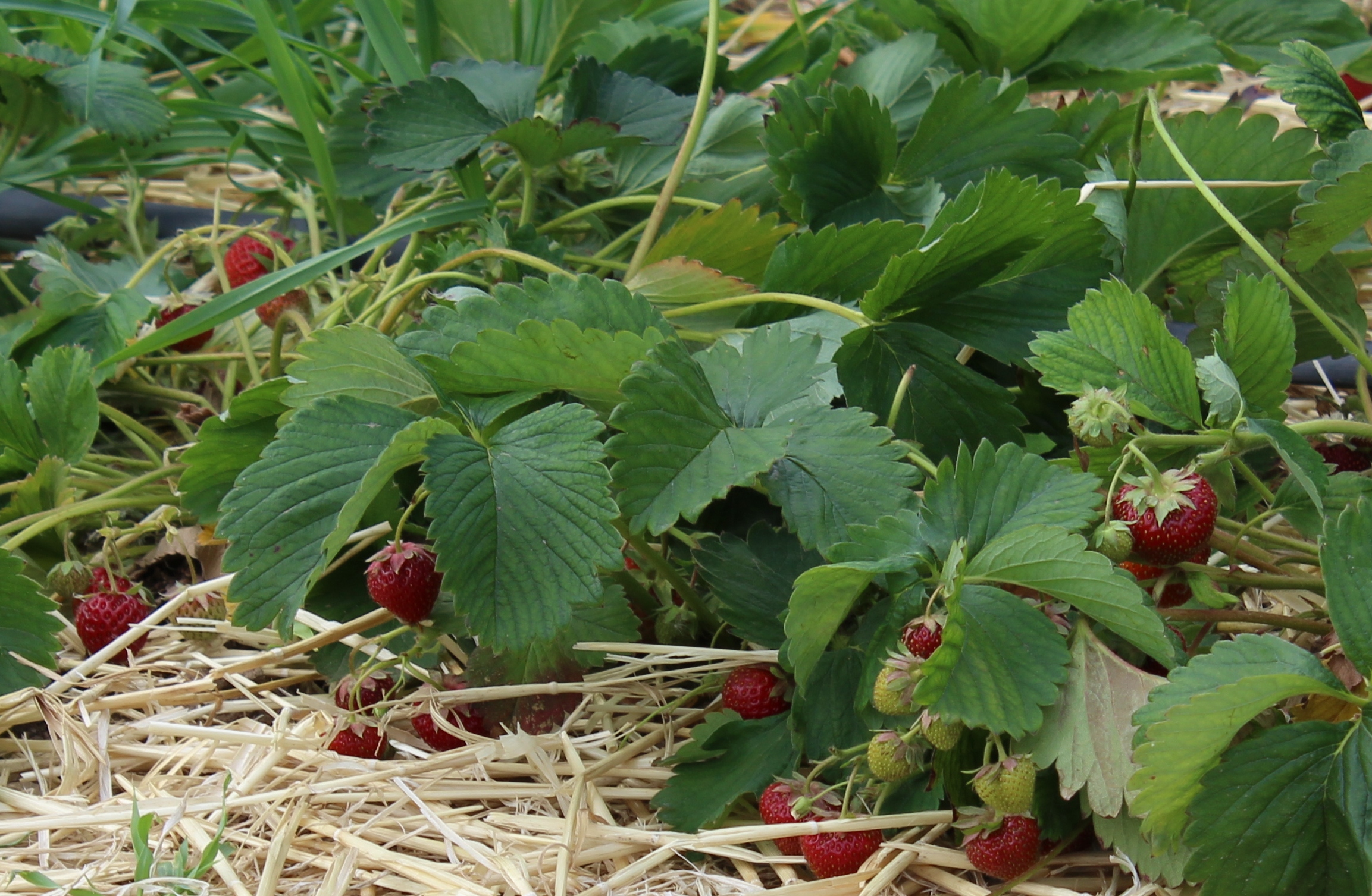 Leckere Erdbeeren im Speisebehälter | Waldkindergarten-Ausstattung