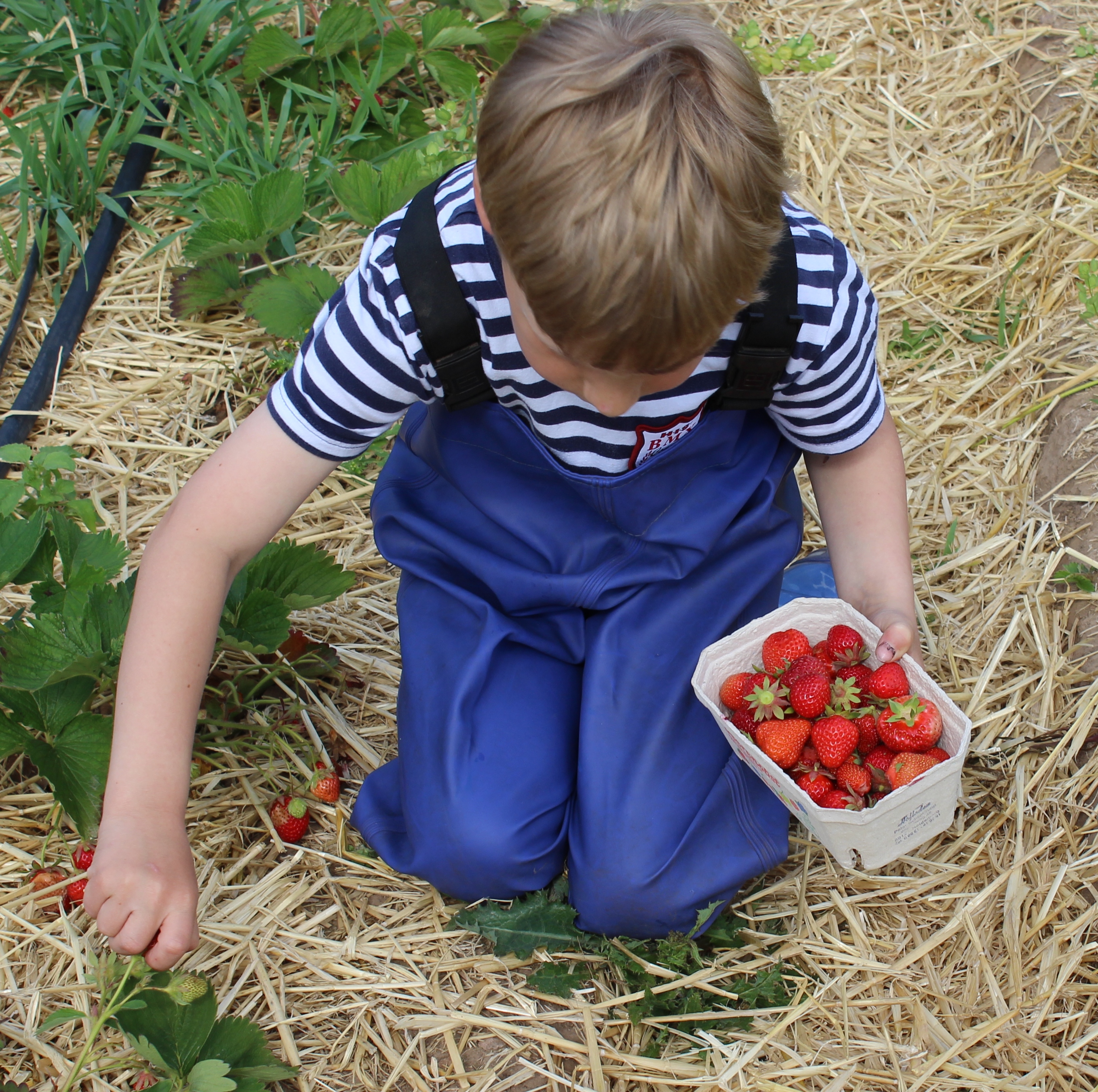 Leckere Erdbeeren im Speisebehälter | Waldkindergarten-Ausstattung